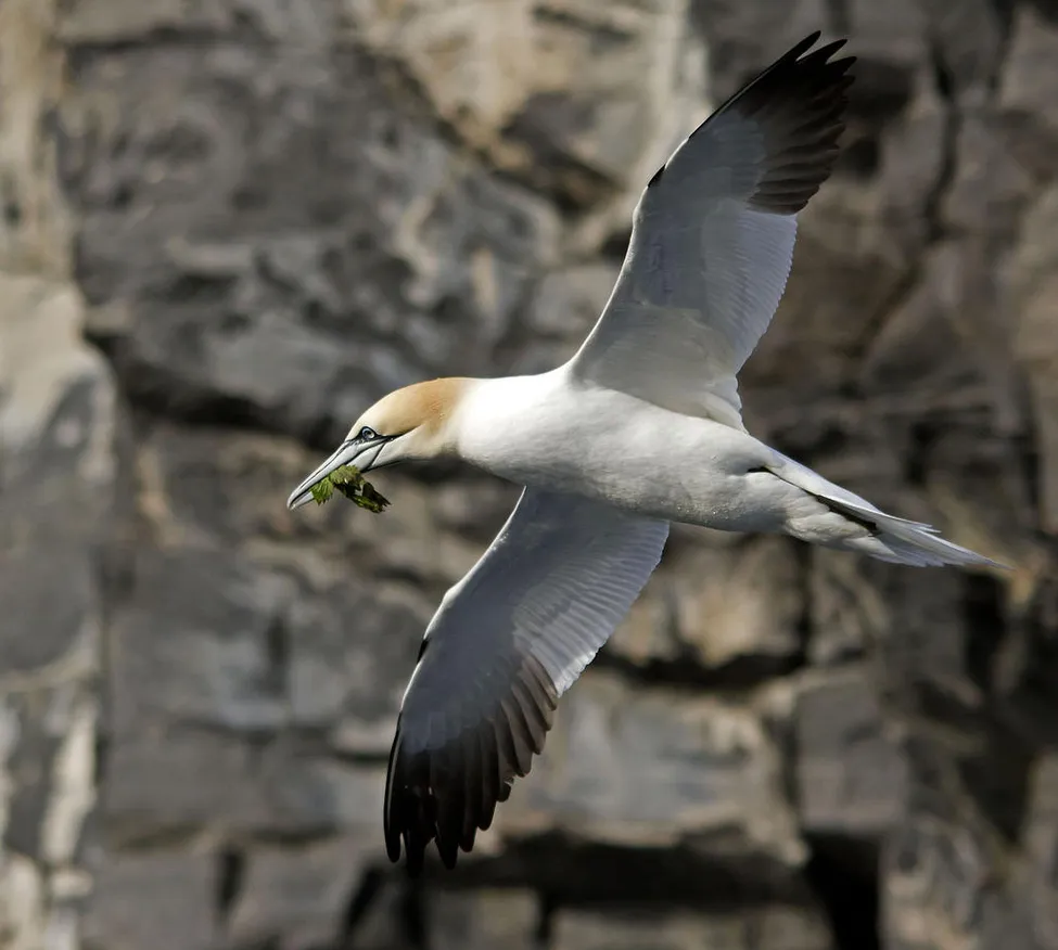 Klicka för att förstora