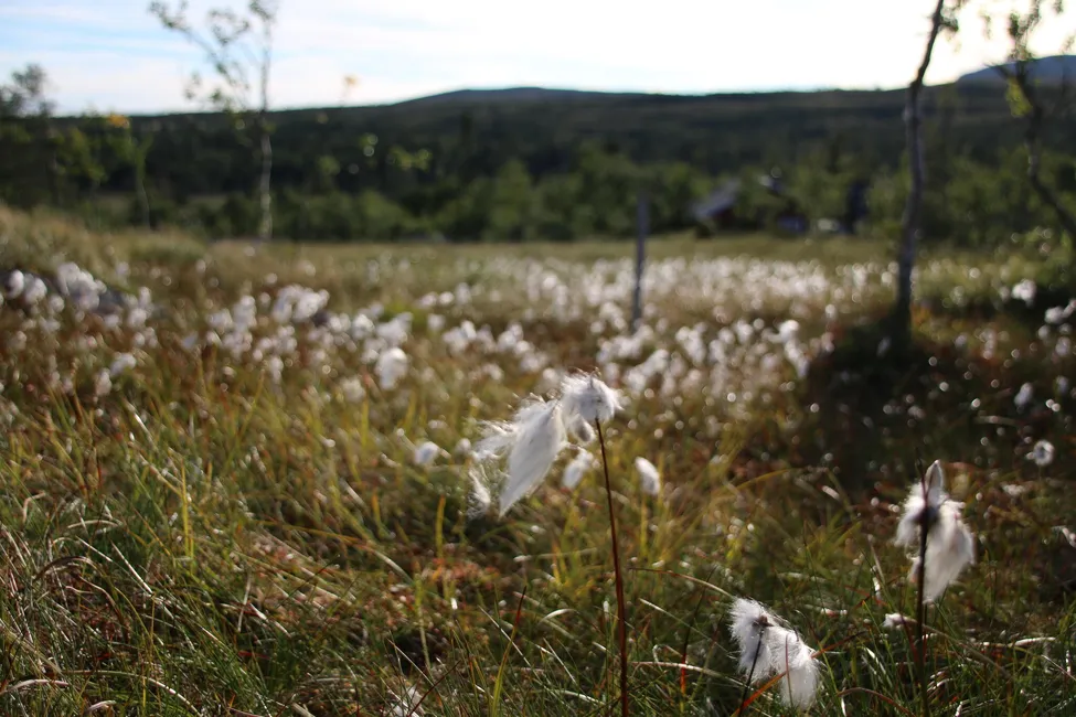Klicka för att förstora