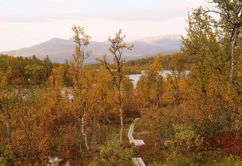 Lapplandsleden ökar i popularitet – uppsving för turistnäringen