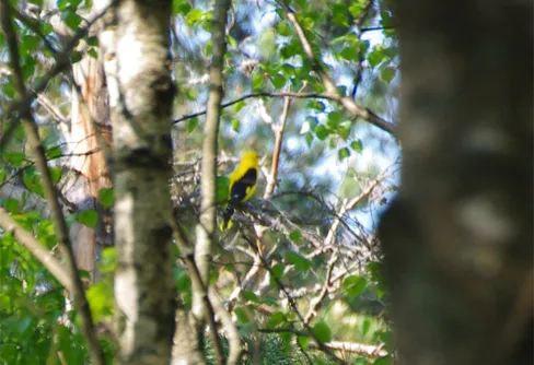 Sommargyllingen - en raritet bland häckfåglar
