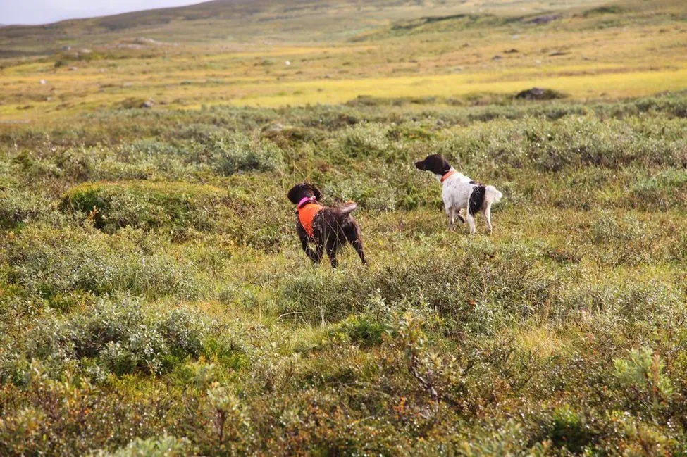 Klicka för att förstora