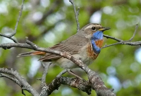 Sarek 20 juni – 1 juli 2010. Dag 3 och 4.