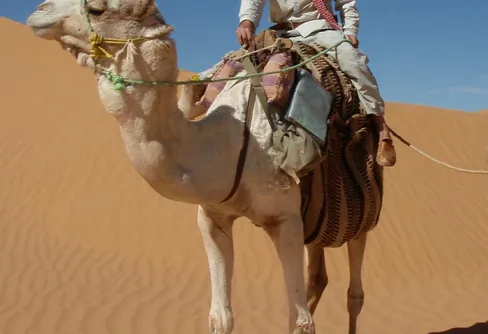 Med kameler genom Mongoliet och Kazakhstan