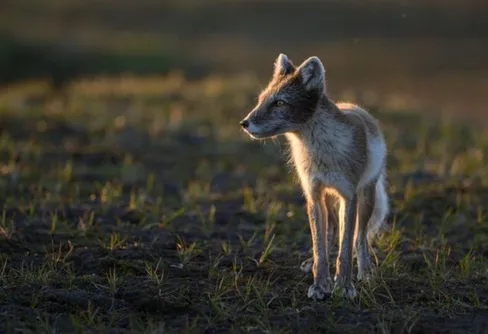 Nytt samarbete ska rädda fjällräven