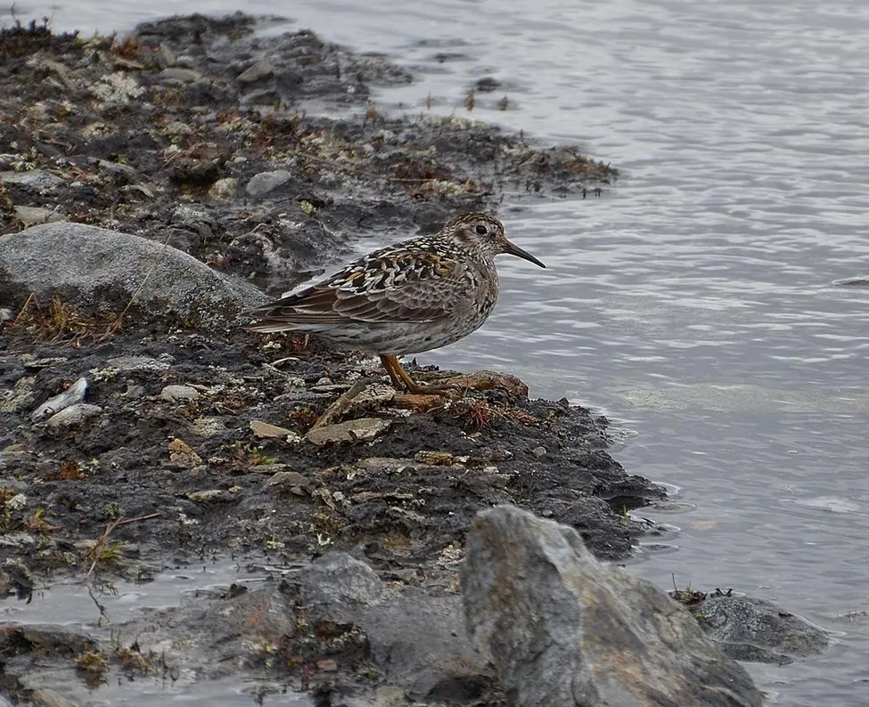 Klicka för att förstora