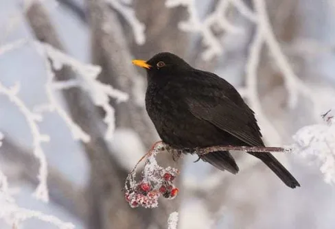 Lär känna fåglarna inpå knuten med Lärkvitter