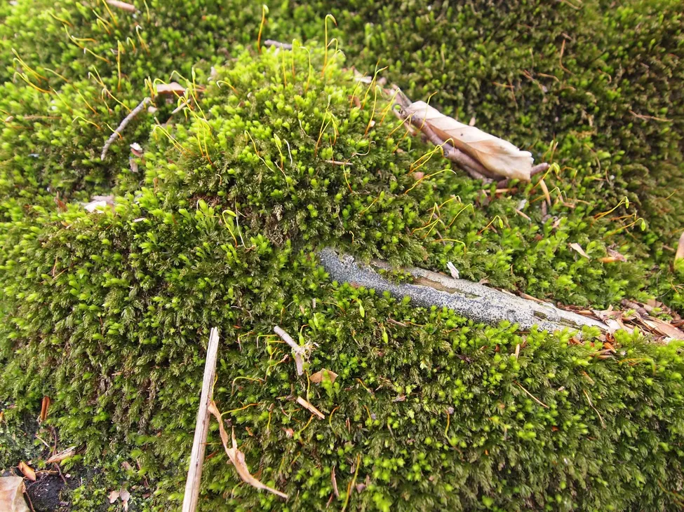 Klicka för att förstora