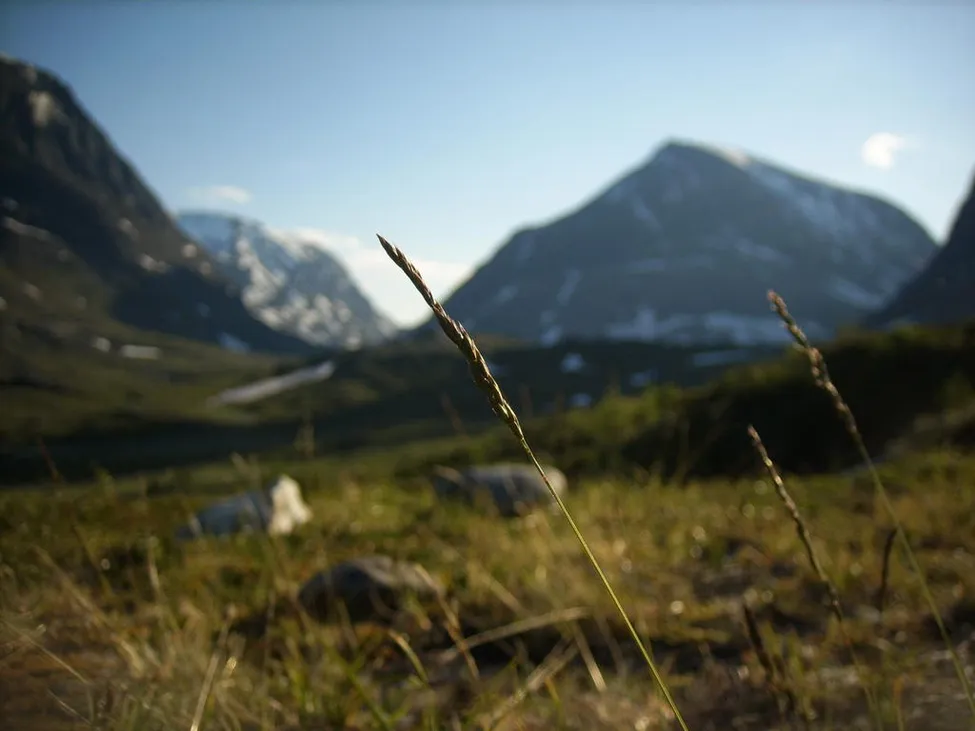 Klicka för att förstora