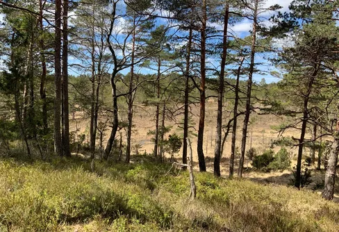 Nytt och blött naturreservat på norra Kroppefjäll