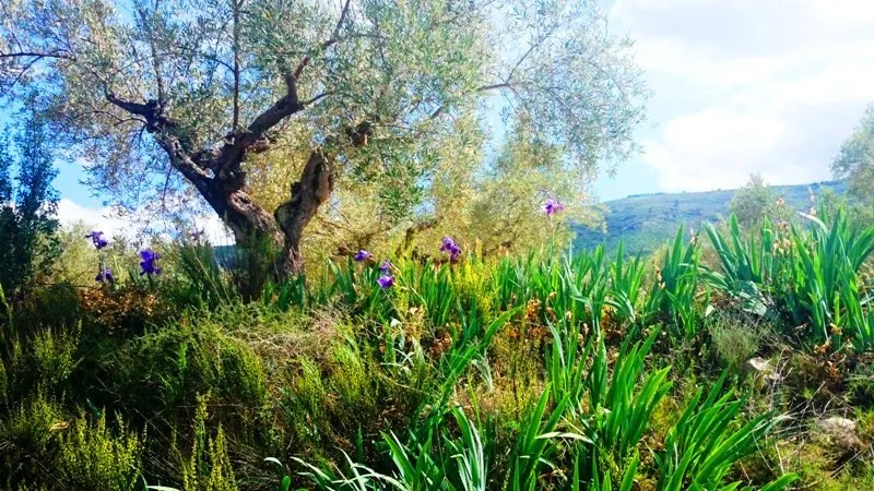 Klicka för att förstora