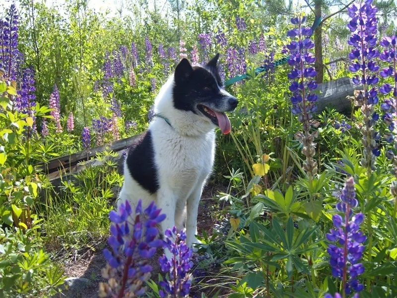 Klicka för att förstora