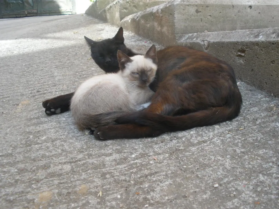 Klicka för att förstora