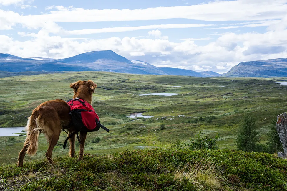 Klicka för att förstora
