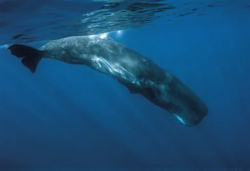 Södra Teneriffa utnämnd till Europas första djurvänliga valskådningsområde