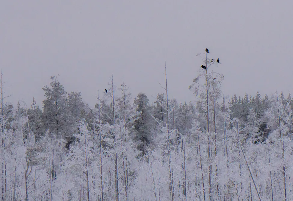 Klicka för att förstora