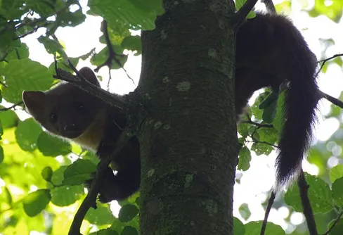 Möte med skogsmårdar