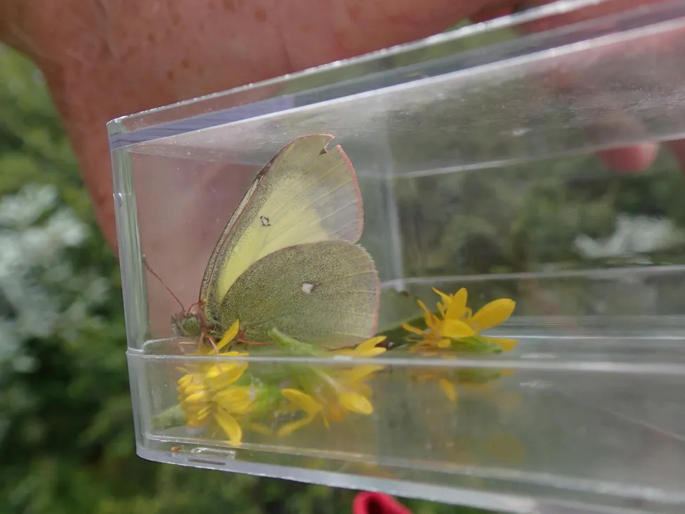 Klicka för att förstora