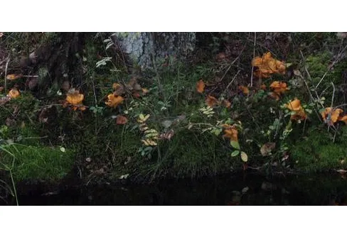 Skogens guld halad över relingen... också lite bäver