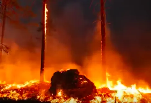 Unik film om eldens betydelse för naturen