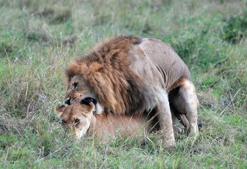 Expedition Östafrika; Safari i Masai Mara; Ett återbesök