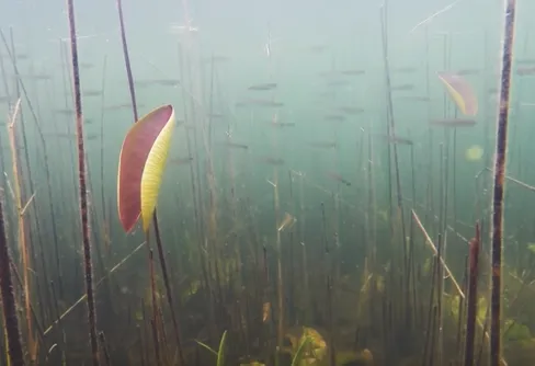 Vad vet du om abborren?