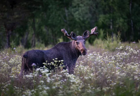 Sveriges nya rödlista är här – med nästan 800 nya arter