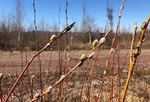 Rekordmånga vårtecken i Vårkollen!