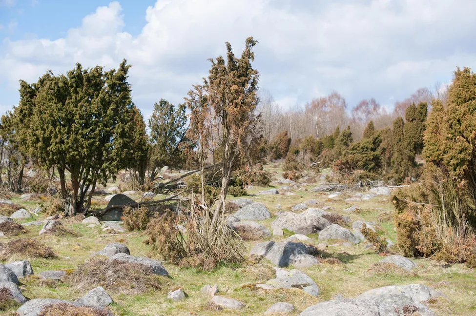 Klicka för att förstora