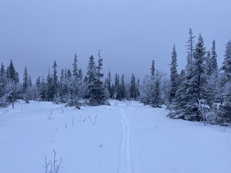 Klicka för att förstora