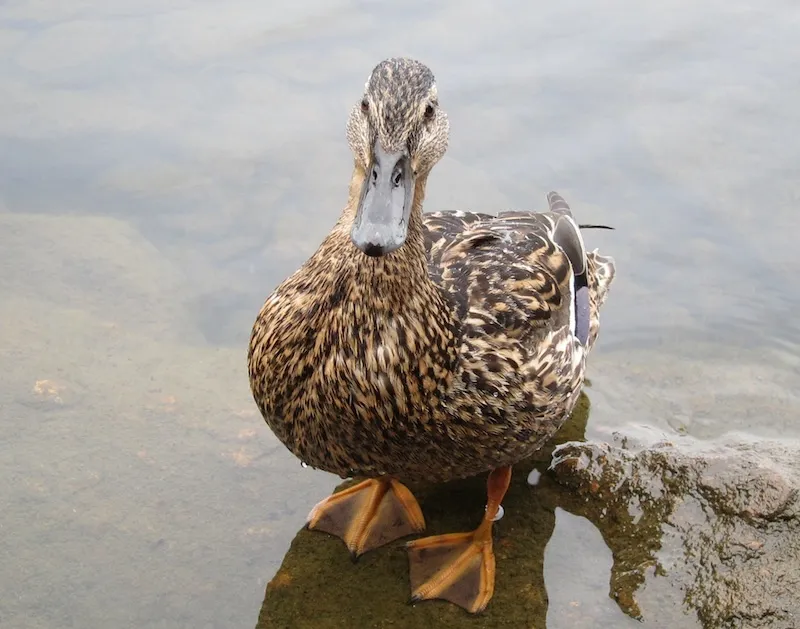 Klicka för att förstora