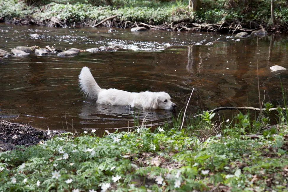 Klicka för att förstora