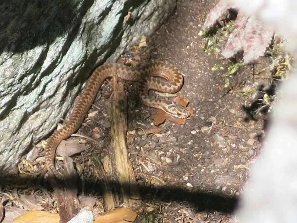 Klicka för att förstora