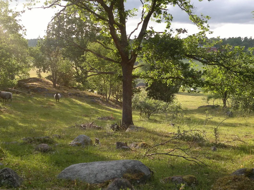 Klicka för att förstora