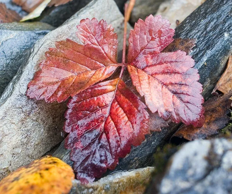 Klicka för att förstora