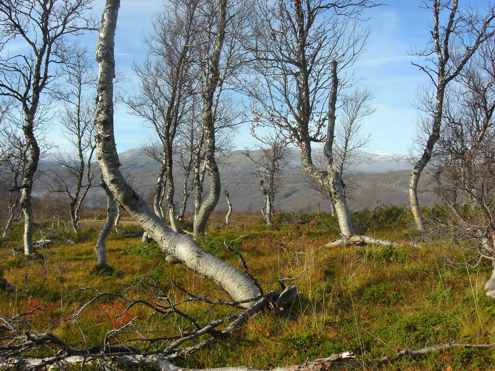 Klicka för att förstora