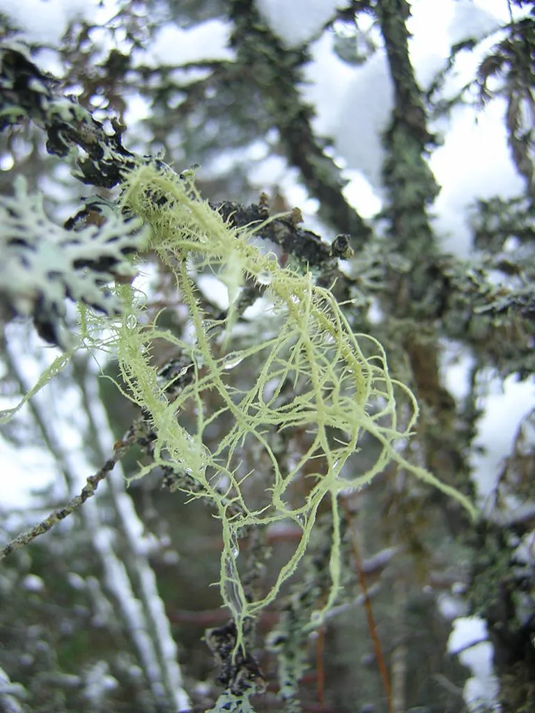 Klicka för att förstora