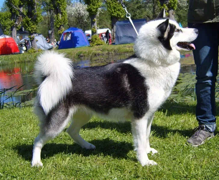 Klicka för att förstora