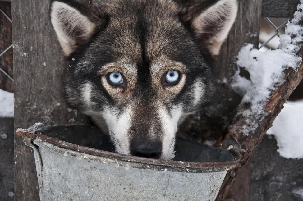 Klicka för att förstora