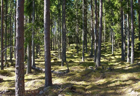 Namninsamling för vår skog