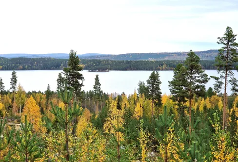 Junsele- Akta dig för trollen