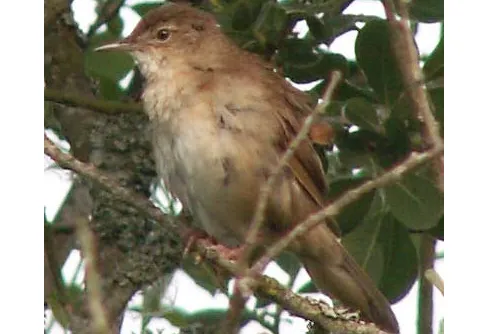 Försommarnattens hemlighetsfulla liv