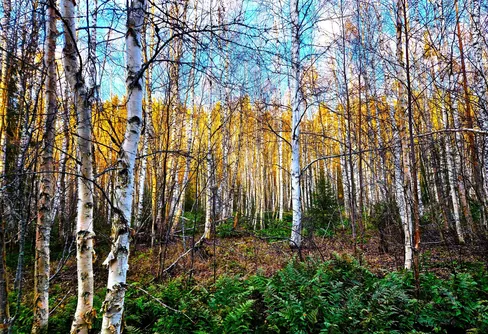 Längs med Ångermanälven -	Landets tredje största vattendrag.