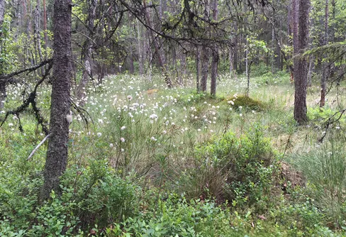 Fira Svenska friluftsdagen idag!