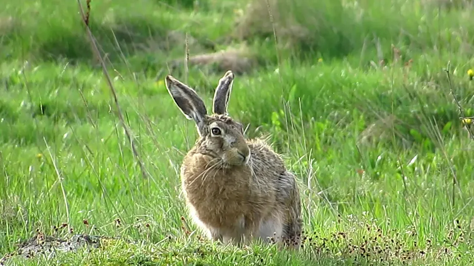 Klicka för att förstora