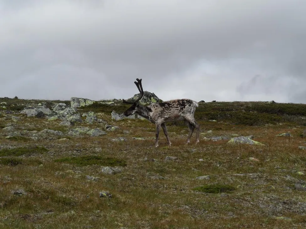 Klicka för att förstora
