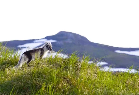 Stöd åt fjällrävarna