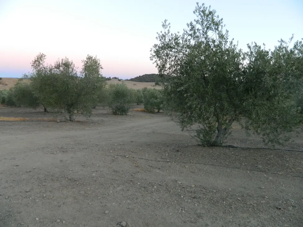 Klicka för att förstora