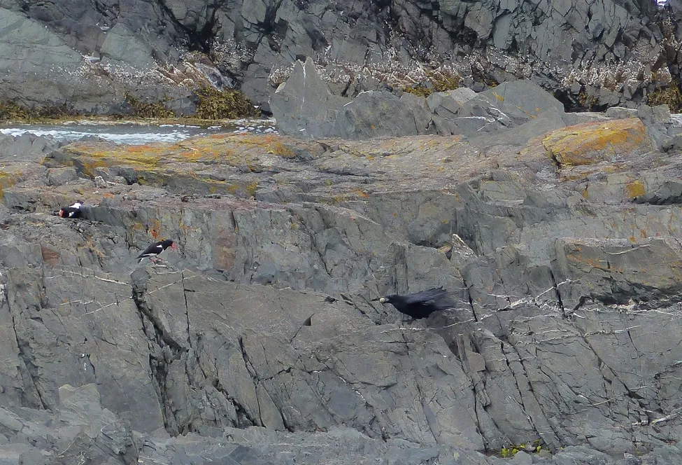 Klicka för att förstora