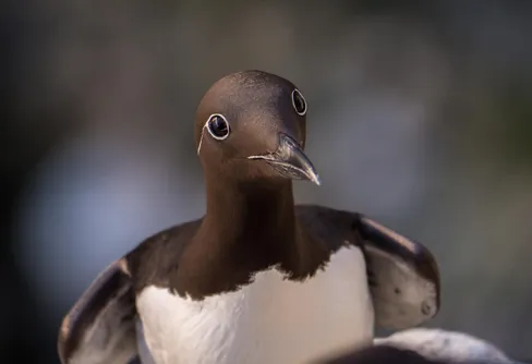 Sillgrisslor och havsörnar livesänds från Stora Karlsö