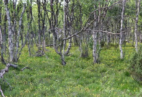 Runt Röstvålen i Ramundberget